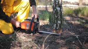 Best Tree Disease Treatment  in USA